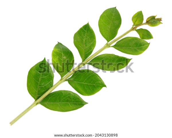 Henna Leaves Over White Background Stock Photo 2043130898 | Shutterstock