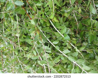 Henna Leaves Ready For Market