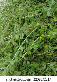 Henna Leaves Ready For Market