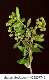 Henna Plant In Black Background. Selective Focus Photograph.