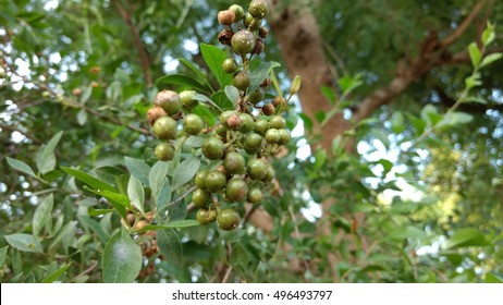 Henna Plant With Seeds.