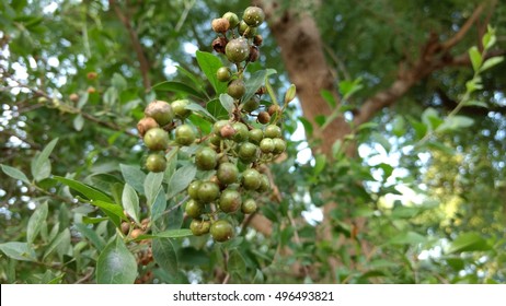 Henna Plant With Seeds.