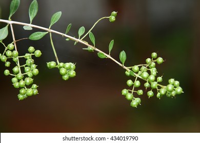 Henna Plant With Seeds,Selective Focus Photograph.