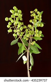  Henna Plant And Seeds,selective Focus Photograph.