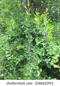 Henna Tree And Leaves In Garden