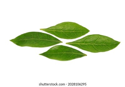 Henna tree leaves isolated on white background