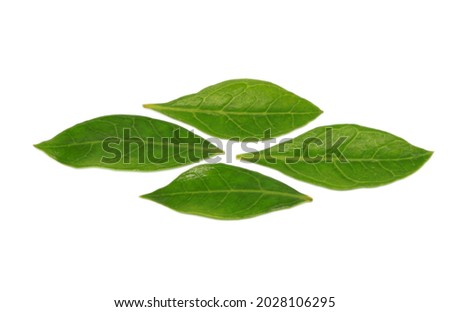 Henna tree leaves isolated on white background