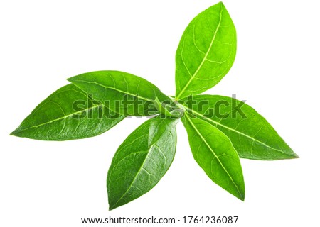 Henna tree leaves (Lawsonia inermis) isolated w clipping paths