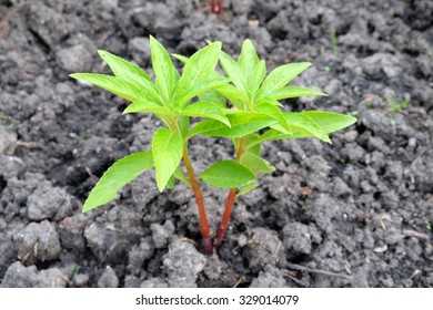 Henna Tree Young Plant In Plant Nursery