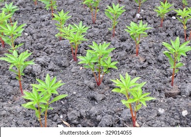 Henna Tree Young Plants In Plant Nursery