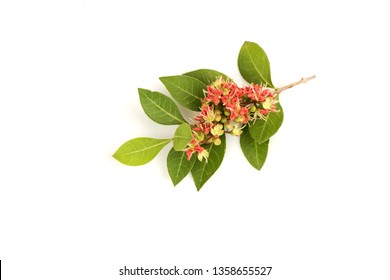 Henna,flowers Blooming On White Background.