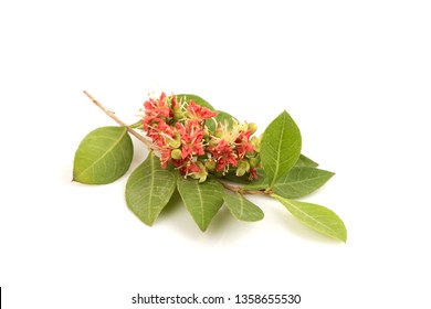 Henna,flowers Blooming On White Background.