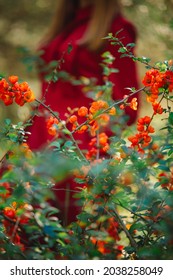 Henomeles Is A Japanese Quince. Flowering Japanese Quince. Beautiful Girl In A Red Dress And Orange Flowers