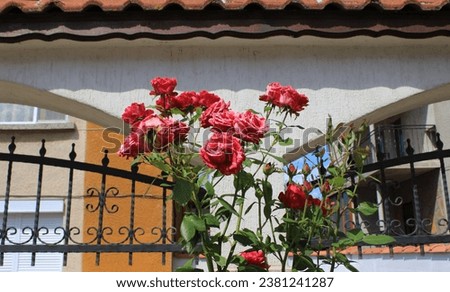 Henri Matisse from the Rosaceae family. Fractal rose plant of enormous beauty with pink red patterns. bunch of flowers hanging from walls in garden of village. sunny summer day. nature background.