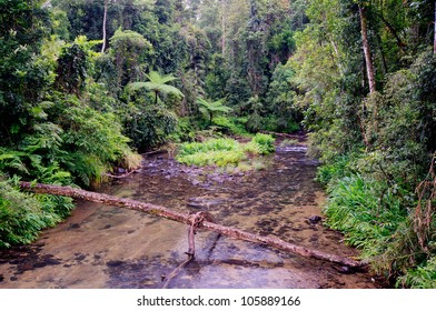 2,474 North queensland rainforest Images, Stock Photos & Vectors ...