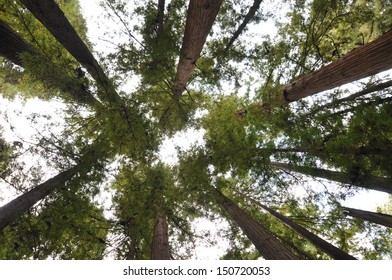 Henry Cowell Redwoods State Park, California