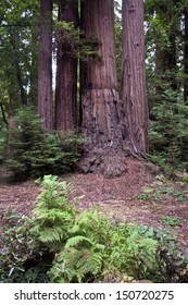 Henry Cowell Redwoods State Park, California