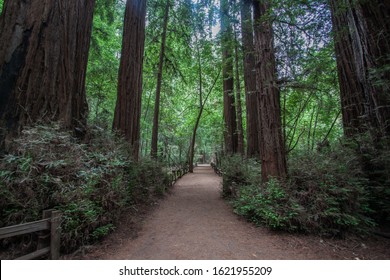 Henry Cowell Redwoods State Park