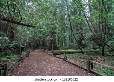 Henry Cowell Redwoods State Park