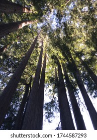 Henry Cowell Redwoods State Park, Californian