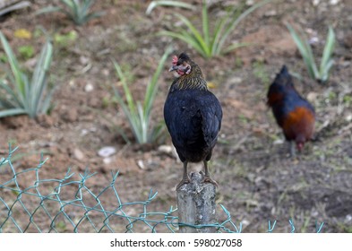 hens