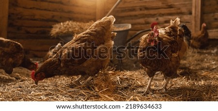 hens at a chicken coop in a group of chickens at a bio farm. Hens in hen house. Chicken in hen house at a Chicken farm.