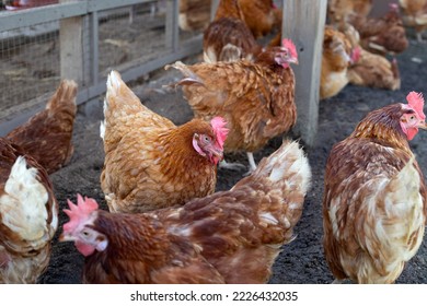 Hens In The Chicken Farm. Organic Poultry House.