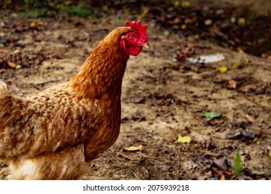 Hens In A Chicken Wire Fence