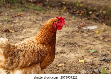 Hens In A Chicken Wire Fence