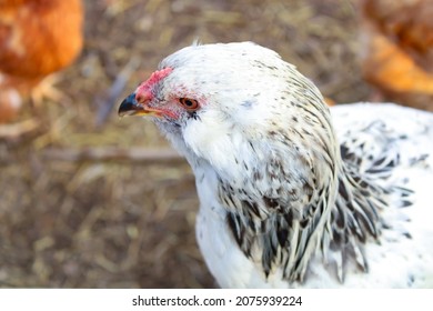 Hens In A Chicken Wire Fence