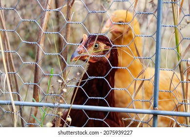 Hens In A Chicken Wire Fence