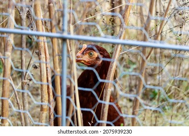 Hens In A Chicken Wire Fence