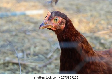 Hens In A Chicken Wire Fence