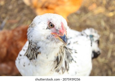 Hens In A Chicken Wire Fence