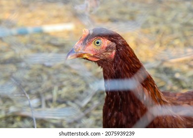 Hens In A Chicken Wire Fence