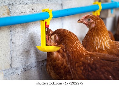 Hens, Chickens Drinking Water By Nipple In Farm.