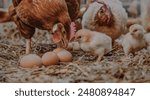 Hens and Chicks Feeding on Hay and Dried Grass with Scattered Eggs Providing a Picturesque and Serene Agricultural Setting.