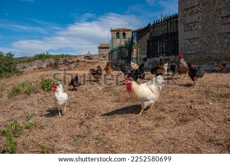 hens and cockerel in an earthy field with straw, rocks and undergrowth, next to a henhouse enclosure with a stone house and in the background an old church and belfry with a blue sky and clouds in the