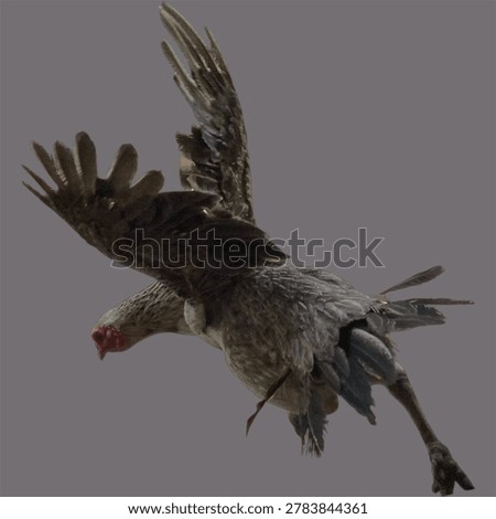 Hens develop their wings to fly 