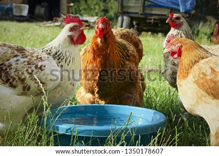hens drinking fresh water from a blue bowl in rural areas