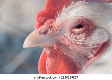 Hen's eye, beak and head