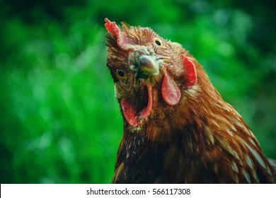 Hens feed on the traditional rural barnyard at sunny day. Detail of hen head. Chickens sitting in henhouse. Close up of chicken standing on barn yard with the chicken coop. Free range poultry farming