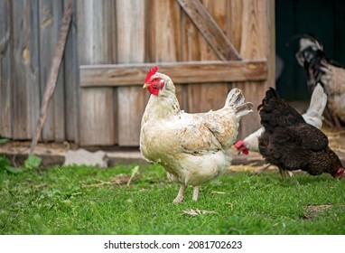Hens feeding with corns in the hen house. Farm business with group of chicken. White hen in chicken coop.
