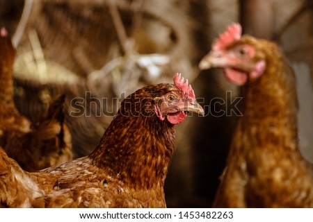 Hens in hen house. Hens in bio farm. Chicken in hen house. Chickens in farm at sunny day