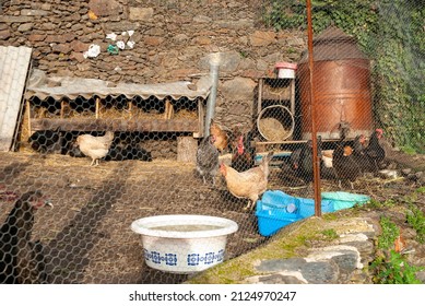 Hens Inside A Rustic Chicken Coop Behind The Fence Eating Next To A Nesting Box And Basins For Water