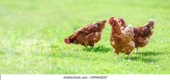 Hens on a traditional free range poultry organic farm grazing on the grass with copy space