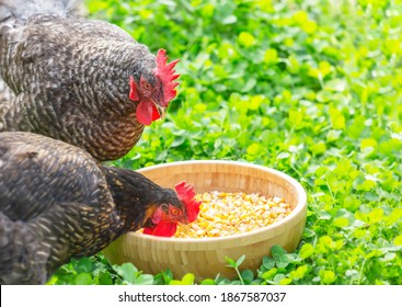 Hens peck grain from a bowl on the green grass - Shutterstock ID 1867587037