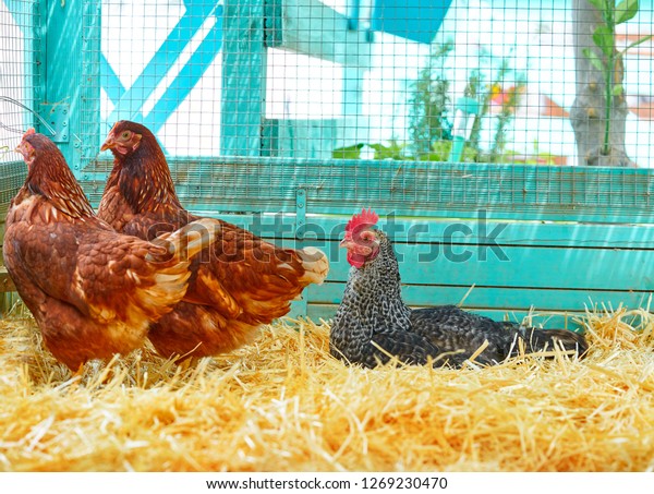 Hens in a poultry hen house with straw turquoise
color wood henhouse