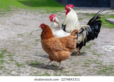 Hens and a rooster in the courtyard. Poultry farming in the countryside.