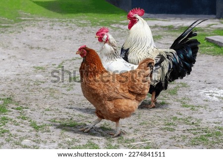 Hens and a rooster in the courtyard. Poultry farming in the countryside.